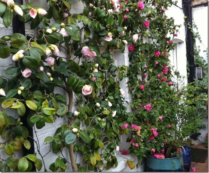 4 Camellia japonica