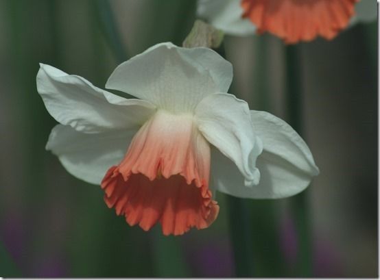 11 Narcissus 'Salome'