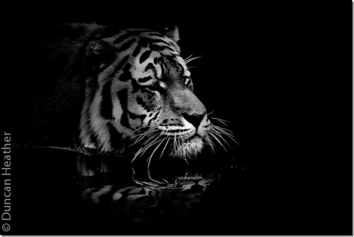 Tiger Tiger