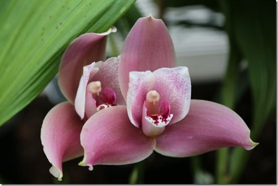 Lycaste orchid