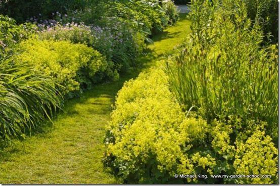 Alchemilla, iris and geraniums growing together in early summer.