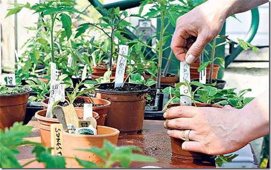 germination, Potting Off, Potting On, Pricking out, Re-Potting, Re-Potting House Plants, Re-Potting Plants, seedlings, Transplanting