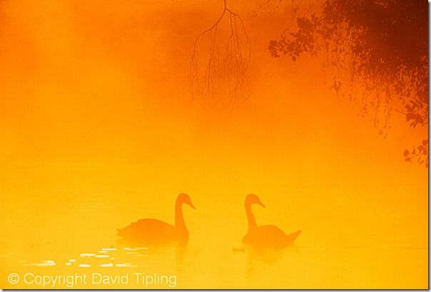 Mute Swan, Cygnus olor, UK, autumn