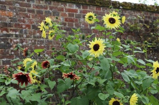 sunflowers in variety 