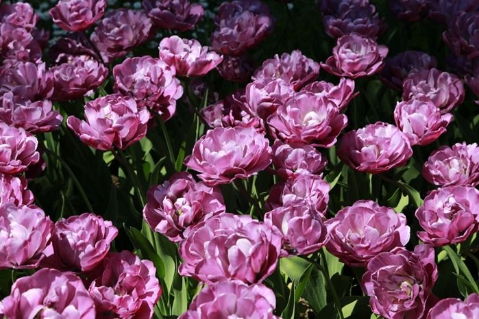 4 Tulipa 'Blue Diamond' (1024x683)