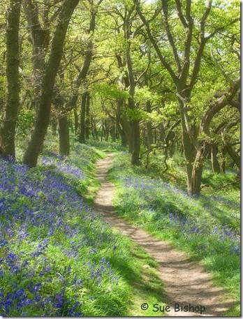 bluebell wood