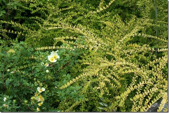 Lonicera nitida 'Baggessen's Gold'