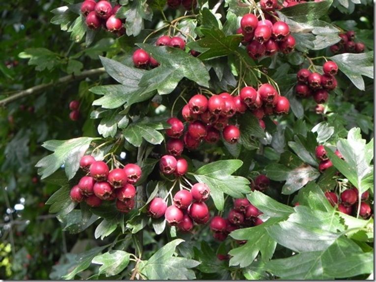 Crataegus monogyna  (2)