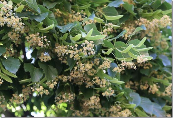 2 Scented lime flowers 
