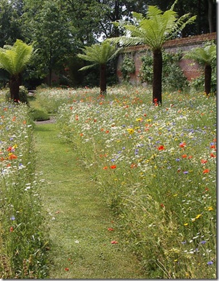 Establishing a Wildflower Meadow