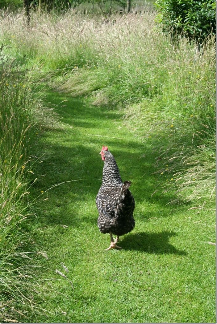 2 Pathway mown through grass (683x1024)