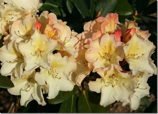 Rhododendron Horizon Monarch