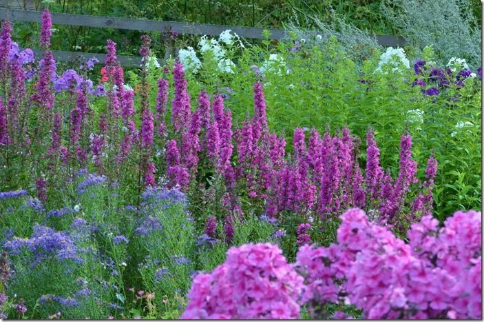 5 lychnis and phlox