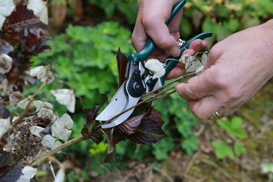 3 Cutting back hydrangeas