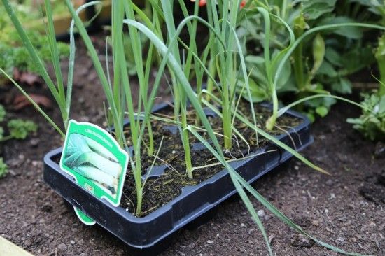 8 Leek plants (800x533)