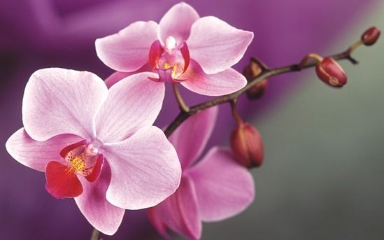 How To Grow & Care For Orchids