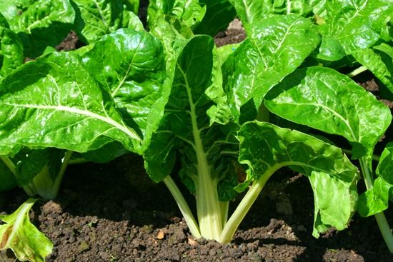 What Vegetables To Sow In Summer