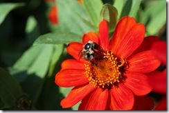 Single flowered zinnia 