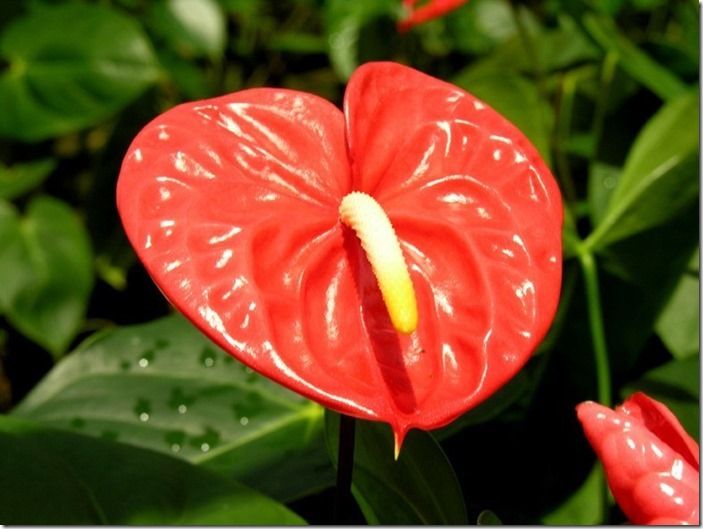 5 Anthurium