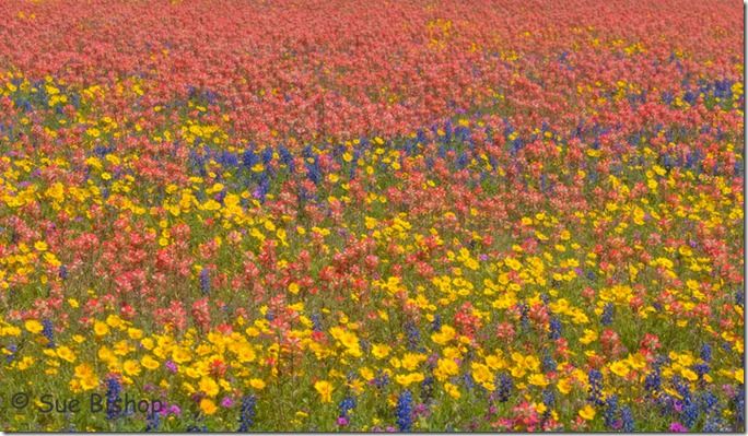 How to photograph a wildflower meadow pic 2