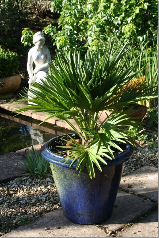 Palm pot