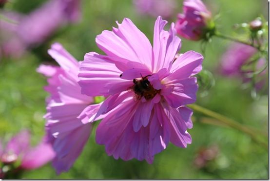 Cosmos with bee