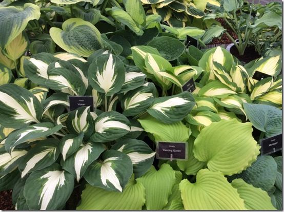 9 Hostas