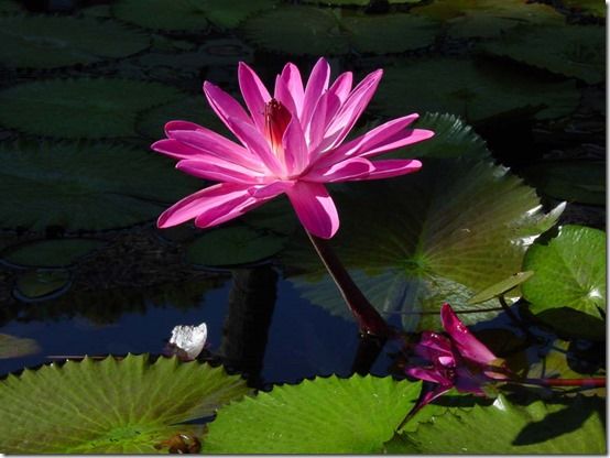 Tropical waterlily 