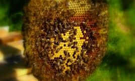 Bees_1