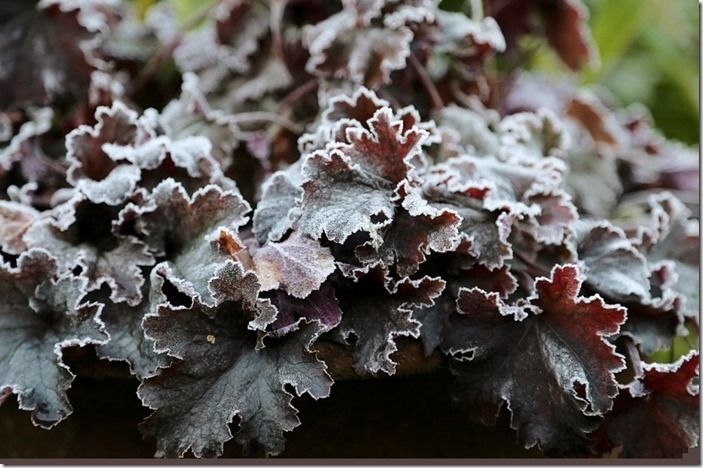 4 Heuchera in frost