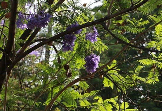 3 Jacaranda blooms and pods (1280x874)