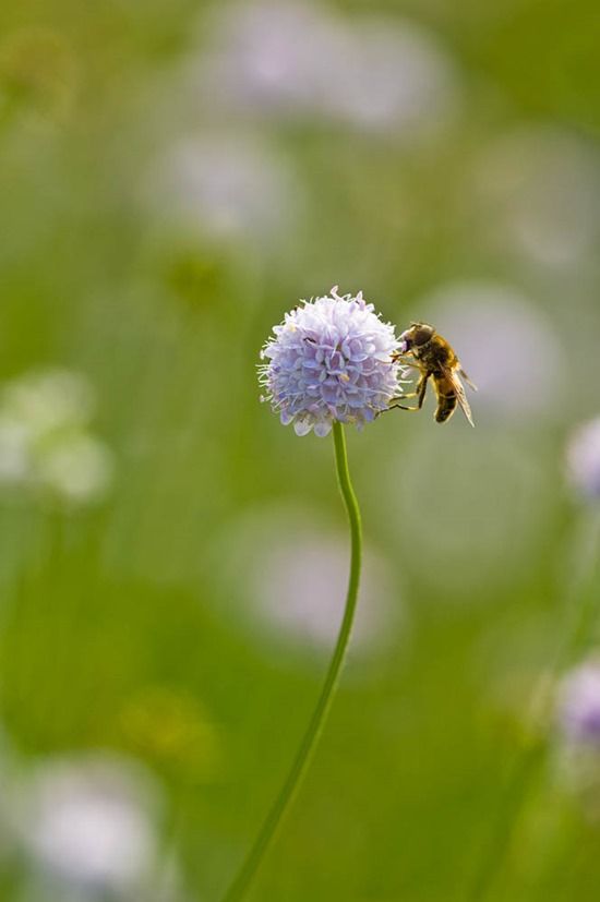 BEE ON SUCCISELLA INFLEXA 'FROSTY PEARLS'