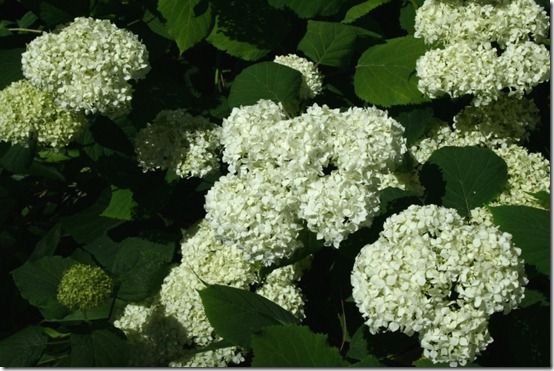 Hydrangea arborescens 'Annabelle' 2