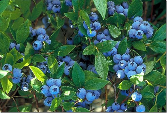 5 Blueberries