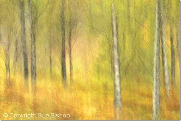 silver birches panned, Scene mode, In-Camera, techniques, Picture modes, In-camera HDR, converging verticals, Image stabilisation, Online, Photography, Class, Course, Courses.