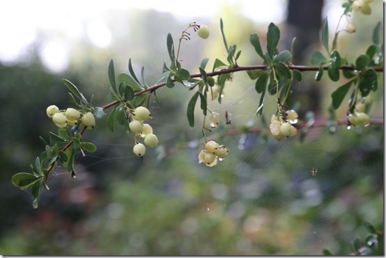 11.Berberis 