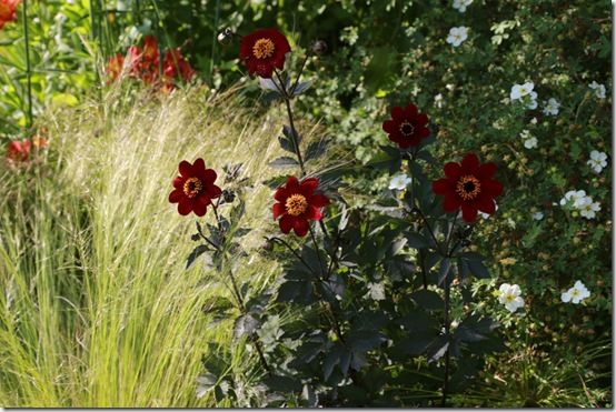 5 Dahlia 'Bishop of Auckland' 