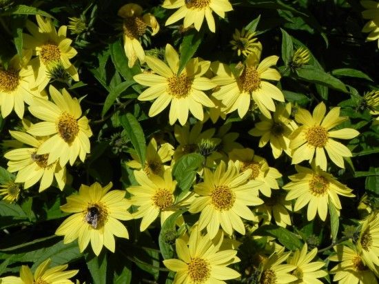 Helianthus 'Lemon queen' 