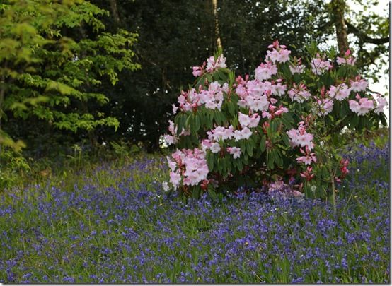 Rhododendron loderi with bluebells