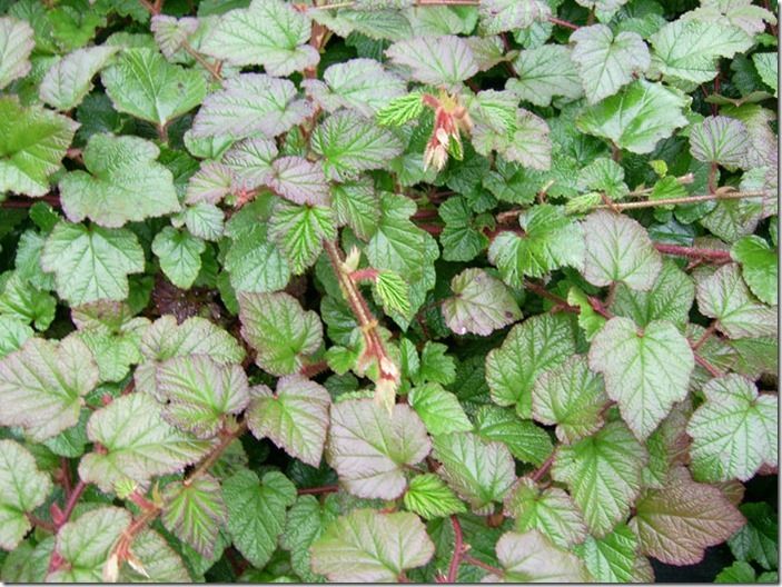 2 Rubus tricolor