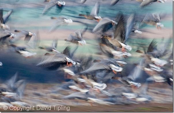 Pink-footed Geese Anser brachyrhynchus North Norfolk winter, Detection, AF, Autofocus, modes, mode, camera, automatic focussing, AF modes, single point, one shot AF mode, AF point, moving subjects, continuous AF, correct focus, 