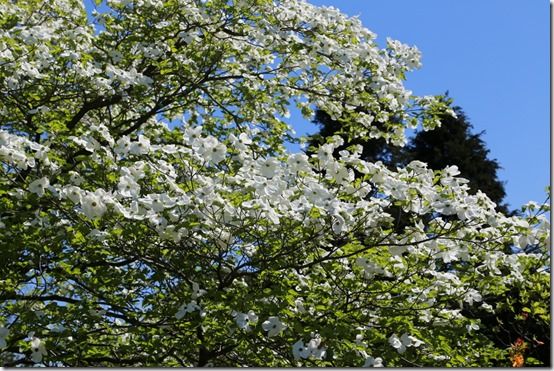 9 Cornus nuttalli