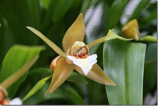 Coelogyne lawrenceana