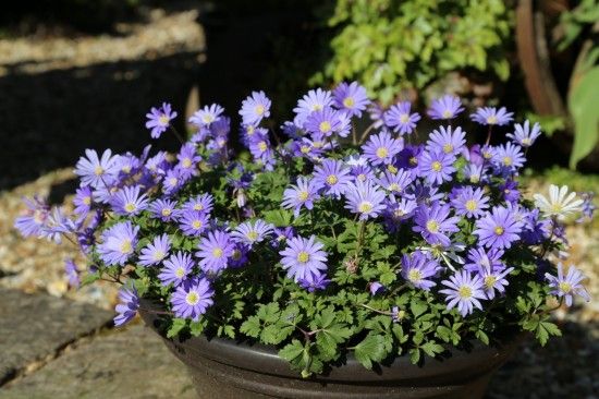  Anemone blanda Blue