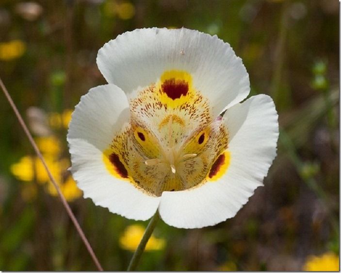 3 Calochortus superbus