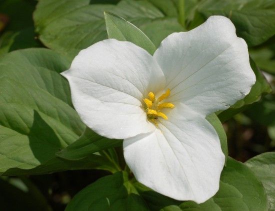 White trillium