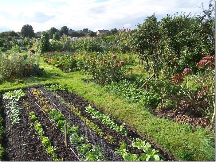 2 Nice allotments