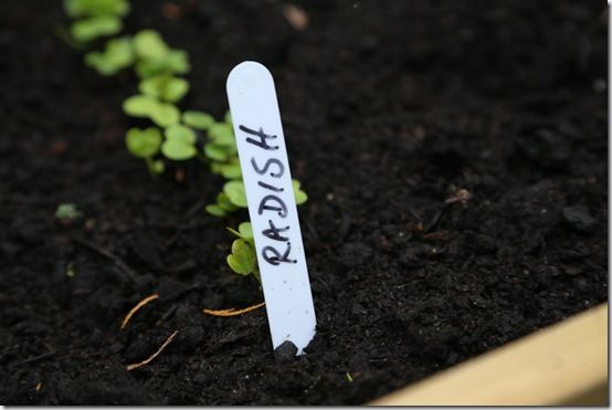 My radish seedlings