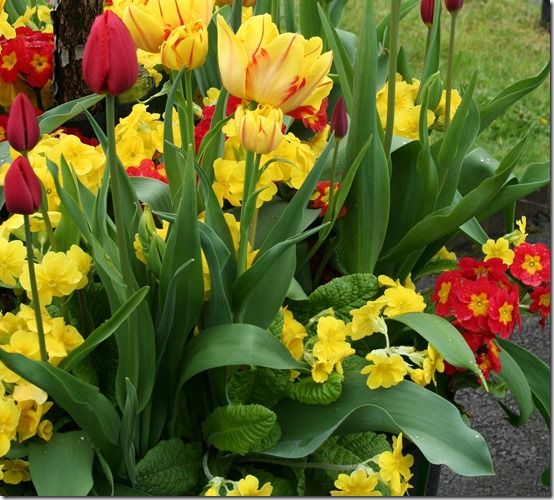 3 Polyanthus with tulips