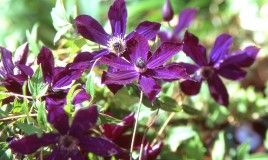 17 Clematis Victor Hugo